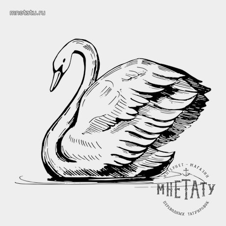 переводная татуировка черный лебедь